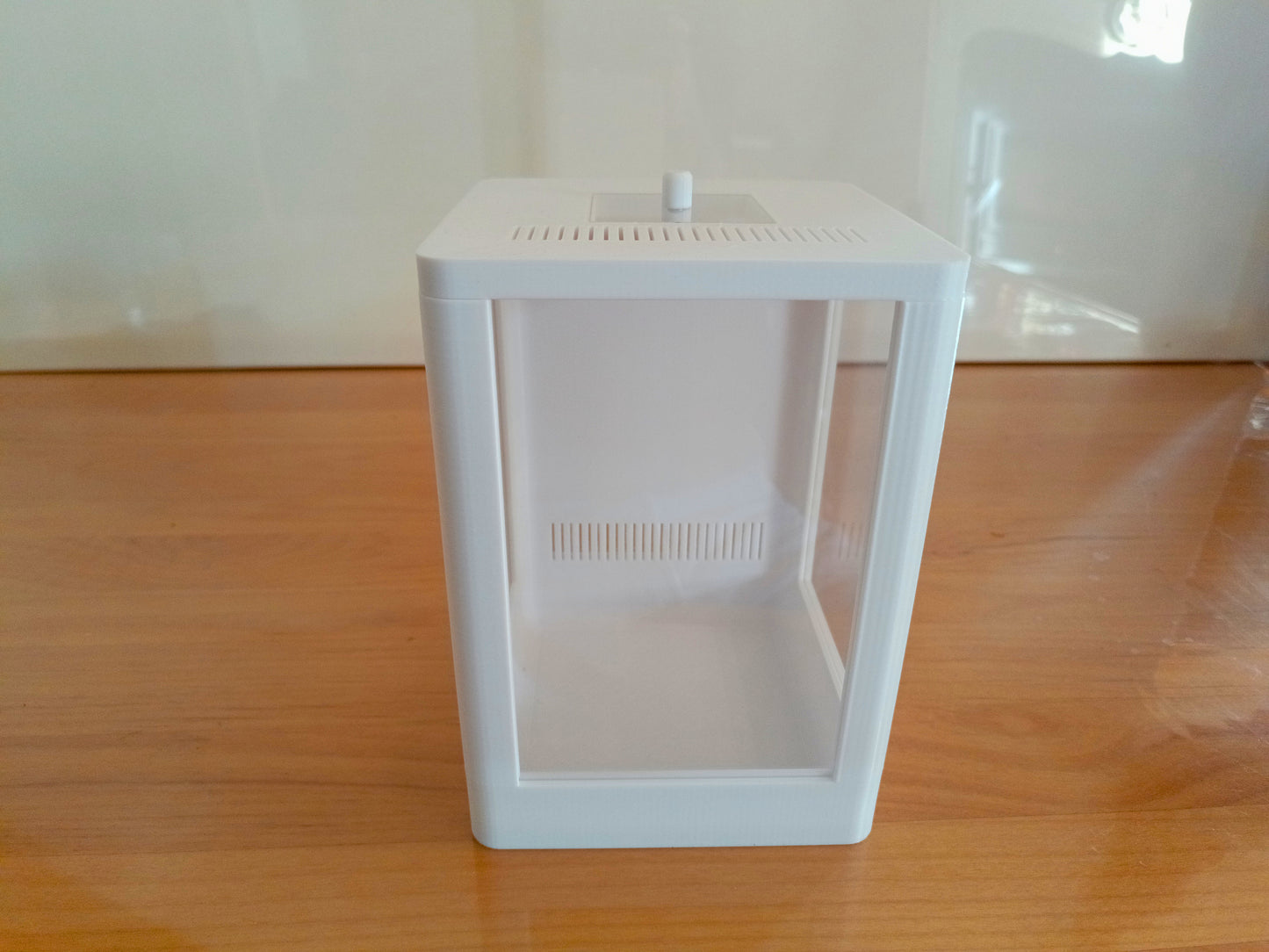 Terrarium Phidippus Regius 2