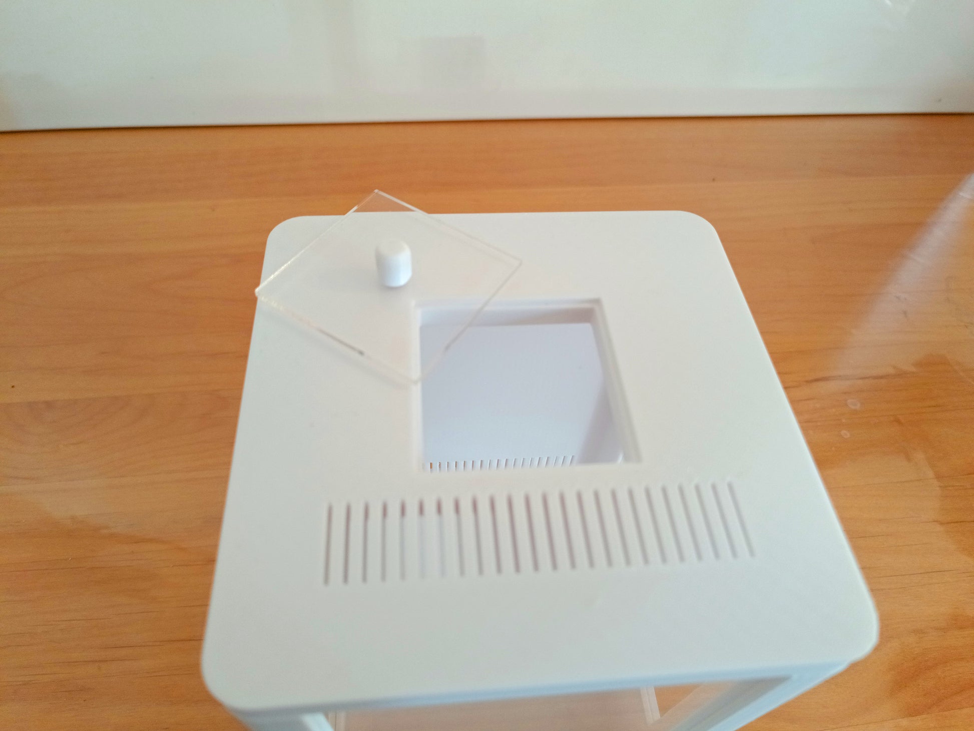 Terrarium Phidippus Regius 4