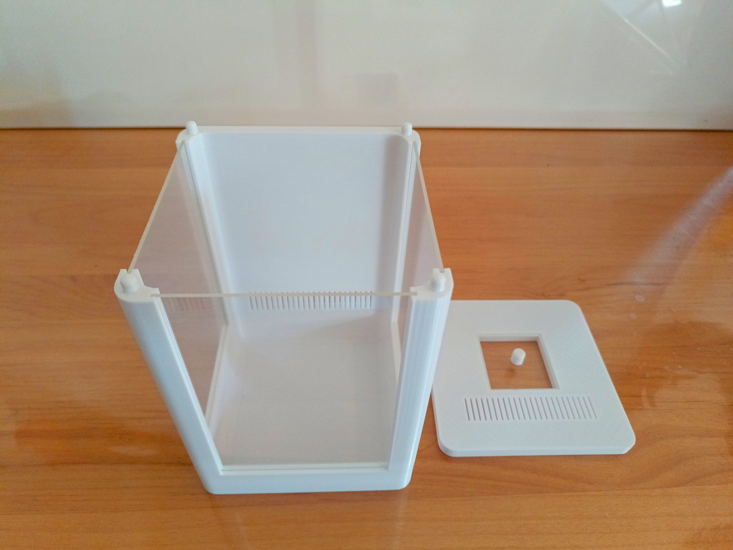 Terrarium Phidippus Regius 5