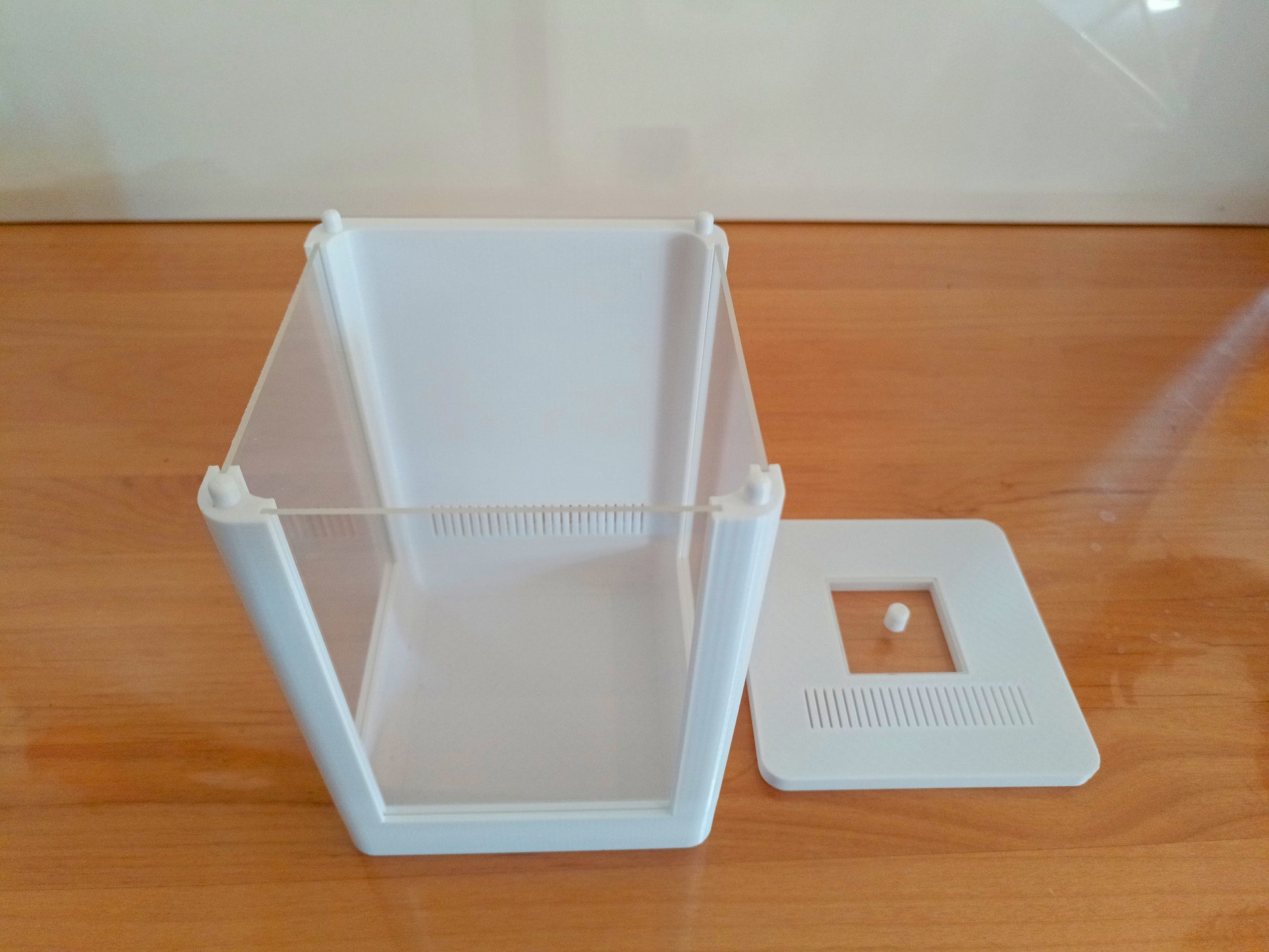 Terrarium Phidippus Regius 5