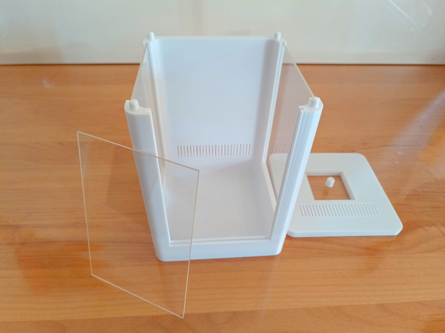 Terrarium Phidippus Regius 6