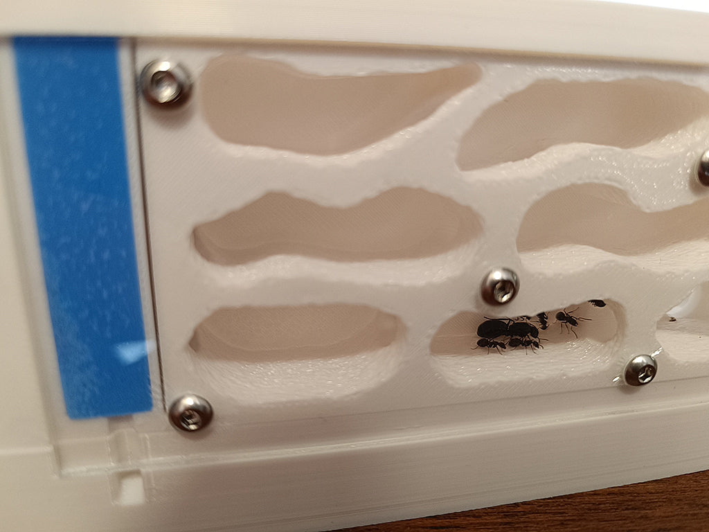 Fourmilière complète: Le Complexe Medium Modul'Ants